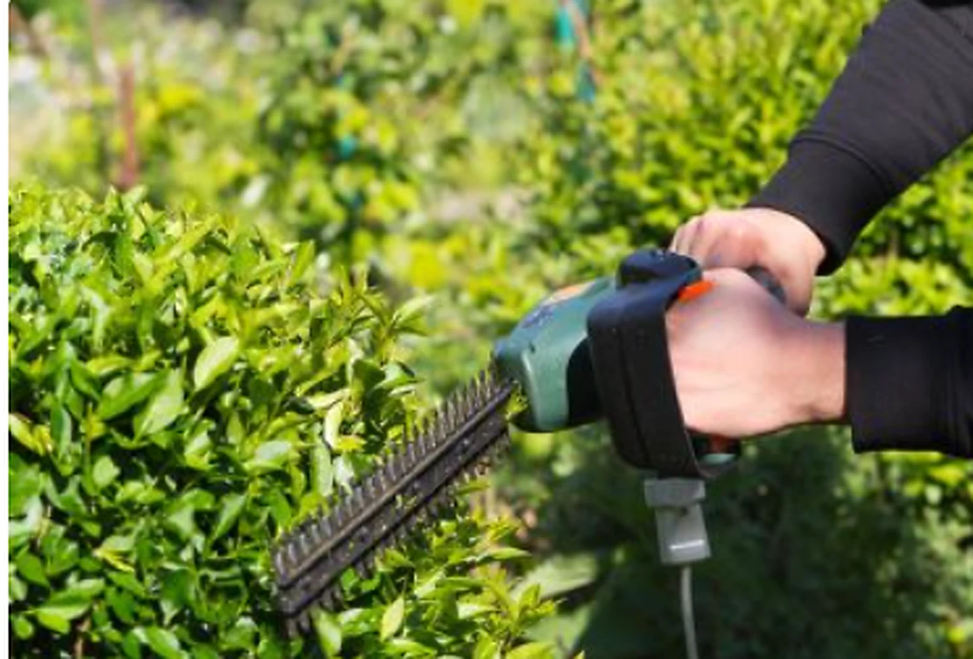 Professional hedge trimming by RR Landscaping