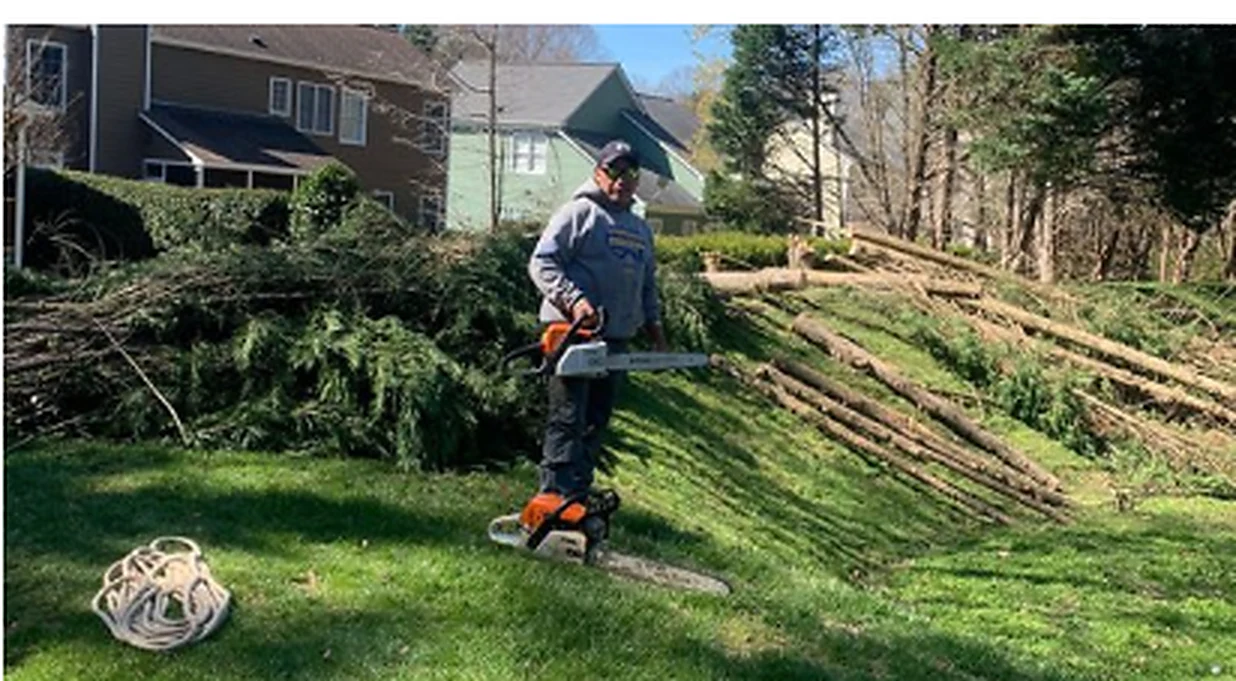 Tree Trimming